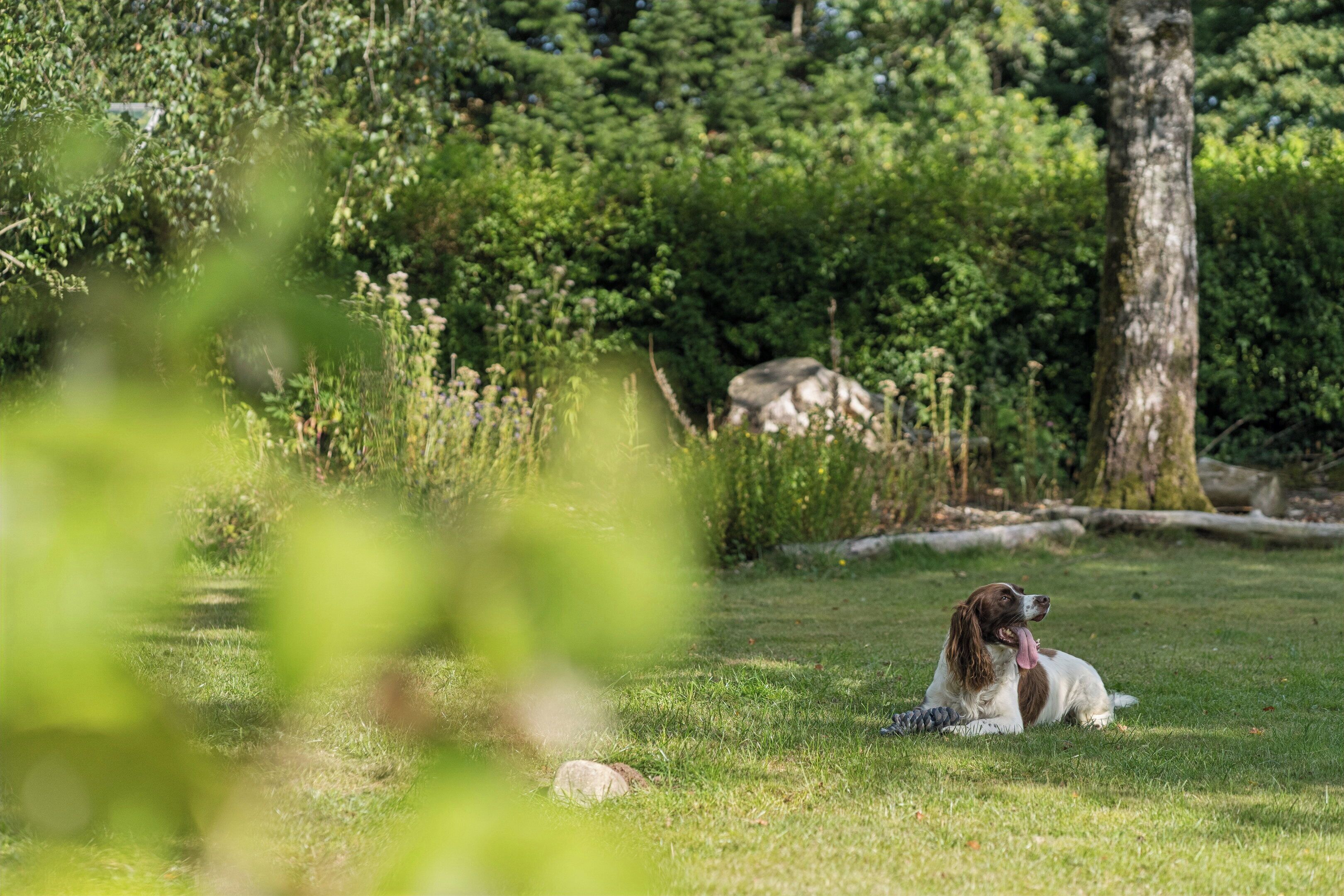 A dog lying on grass with trees and a rock in the background.