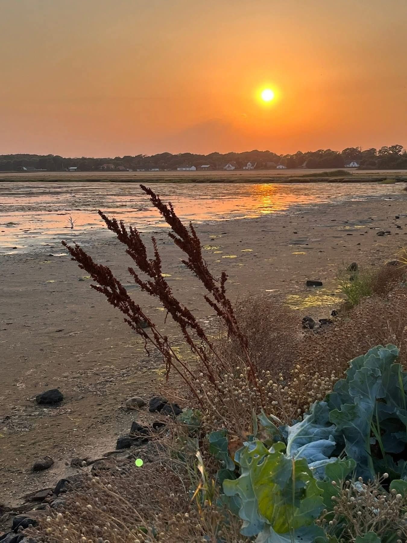 Un coucher de soleil sur une étendue d’eau, avec de la végétation au premier plan.