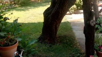 A garden with a large tree, potted plants, and a metal bucket.