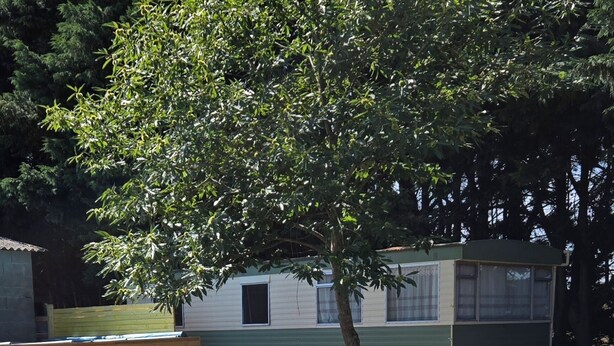 A mobile home with a small window and a tree in front. - Country Bungalow (Saint-Georges-de-Reintembault)