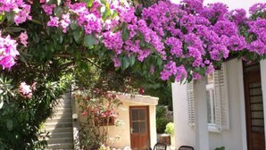 A patio with a table and chairs, surrounded by potted plants and a building with a door and windows. - Plavi Zal Apartment - One Bedroom Apartment With Two Terraces (Dubrovnik)