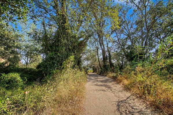 A dirt path surrounded by dense foliage and trees.