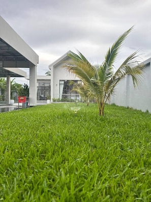 A small palm tree in a well-maintained grassy area with a modern building in the background.