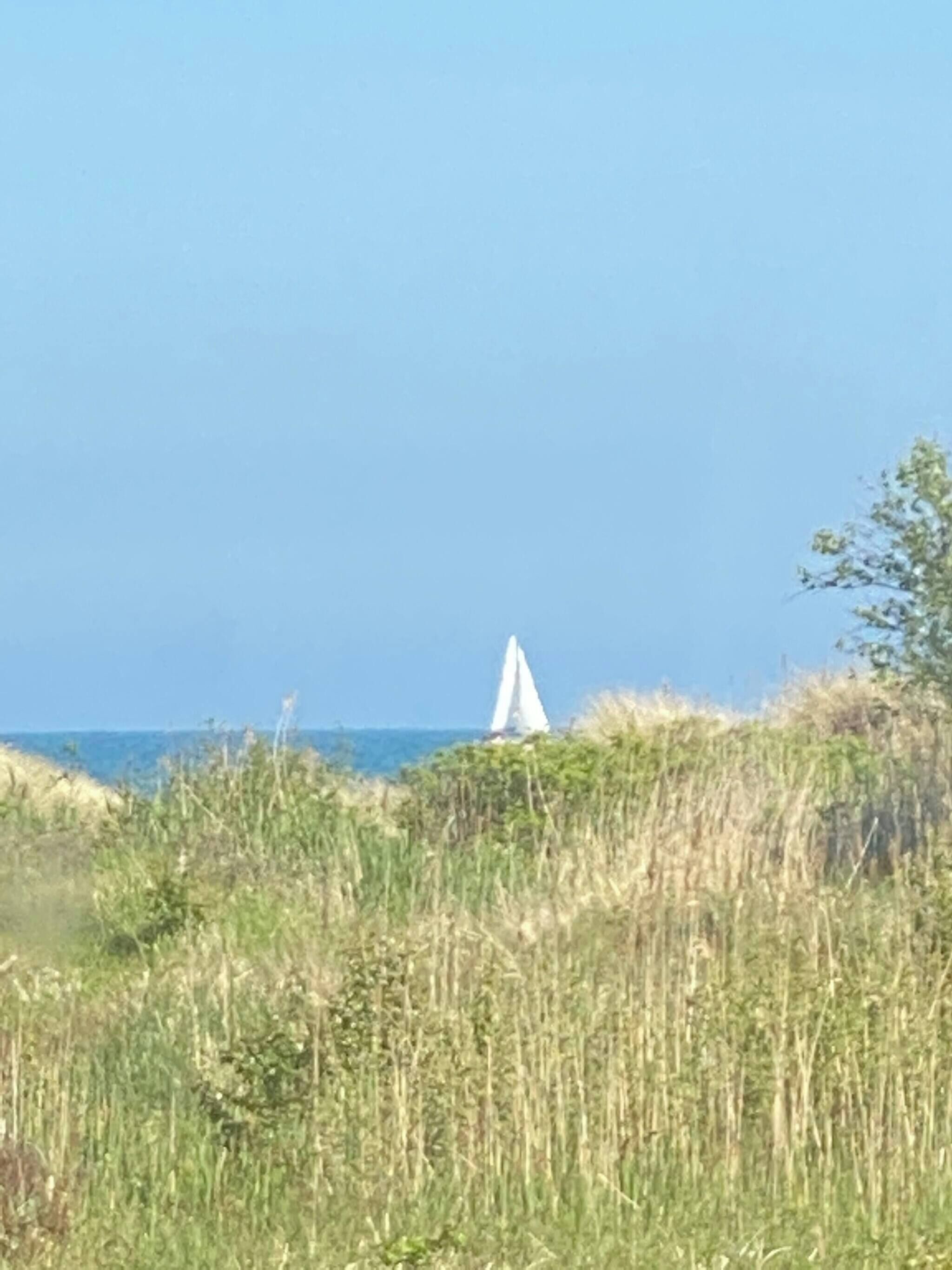 Un voilier sur une étendue d’eau, avec un premier plan composé d’herbe.