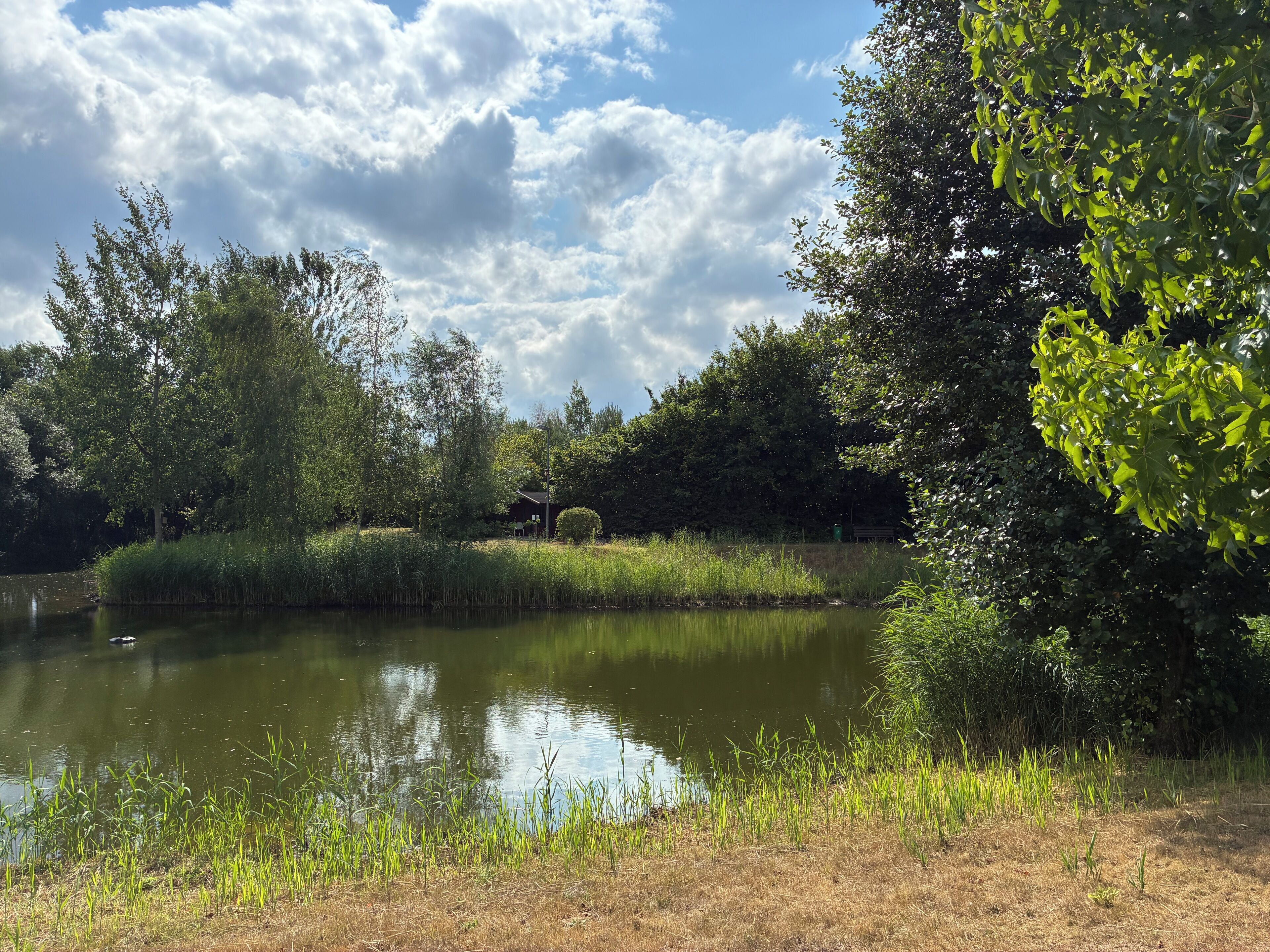 A tranquil pond surrounded by lush greenery and trees, with a clear sky above.