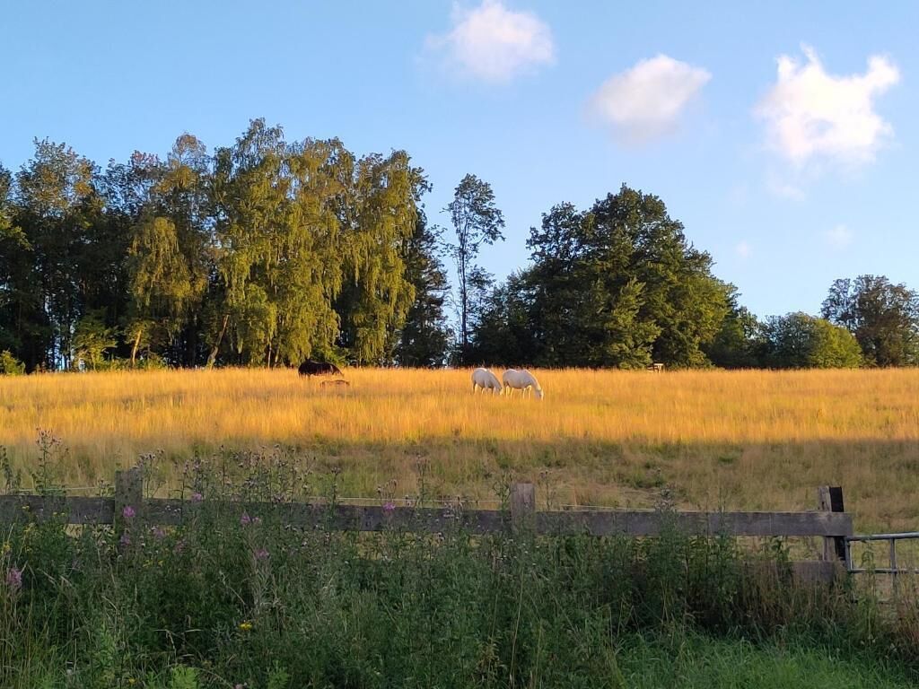 Een veld met twee paarden die grazen, omringd door bomen en een houten hek.