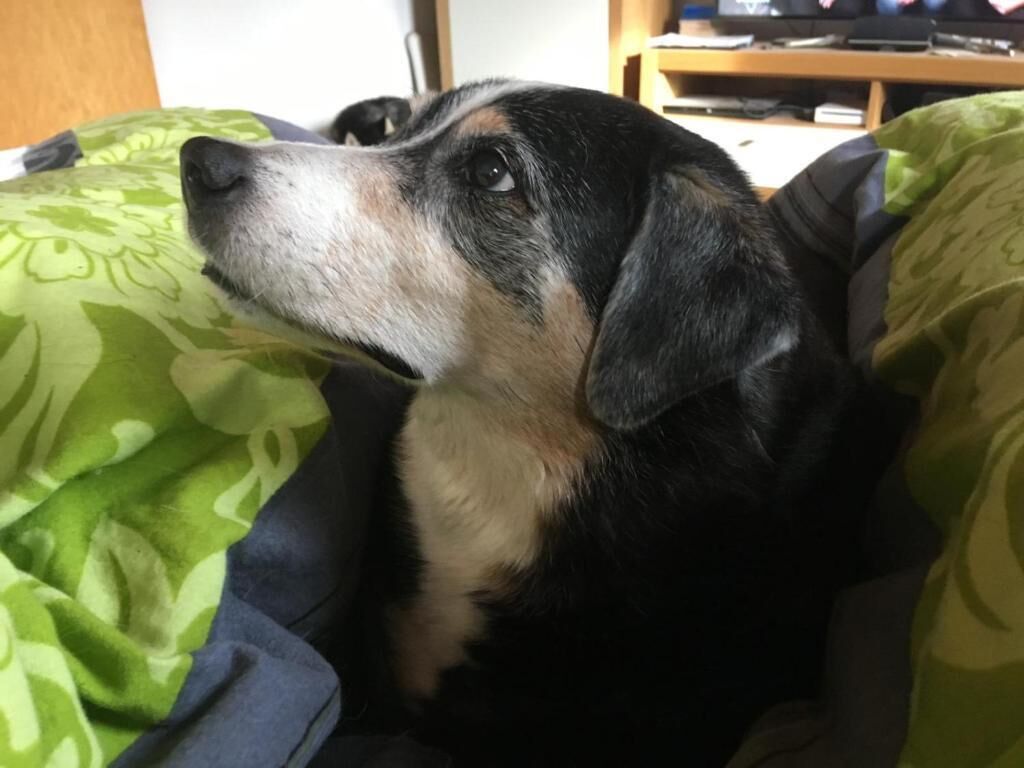A dog lying on a bed with a patterned blanket.