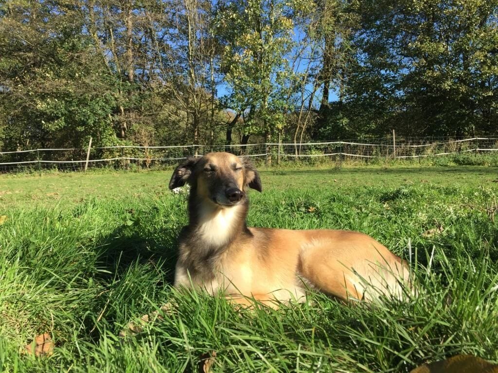 A dog lying on grass with trees and a fence in the background.