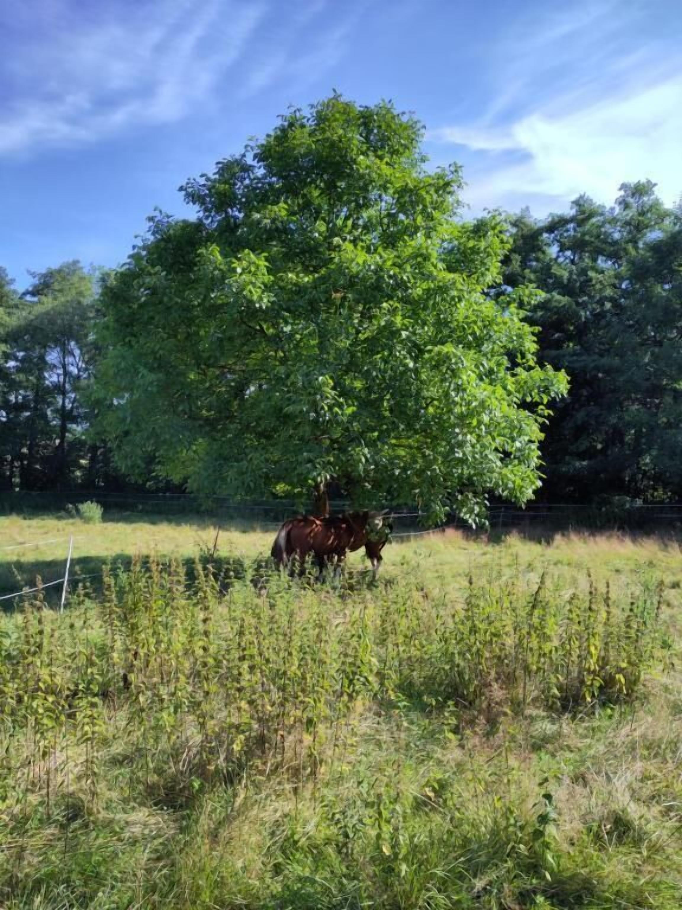 A horse grazing near a tree in a grassy field.