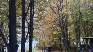 Vista de una zona boscosa con una cabaña pequeña y un banco.