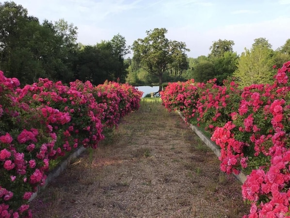 Un sendero bordeado por hileras de flores rosadas que conduce a una masa de agua.