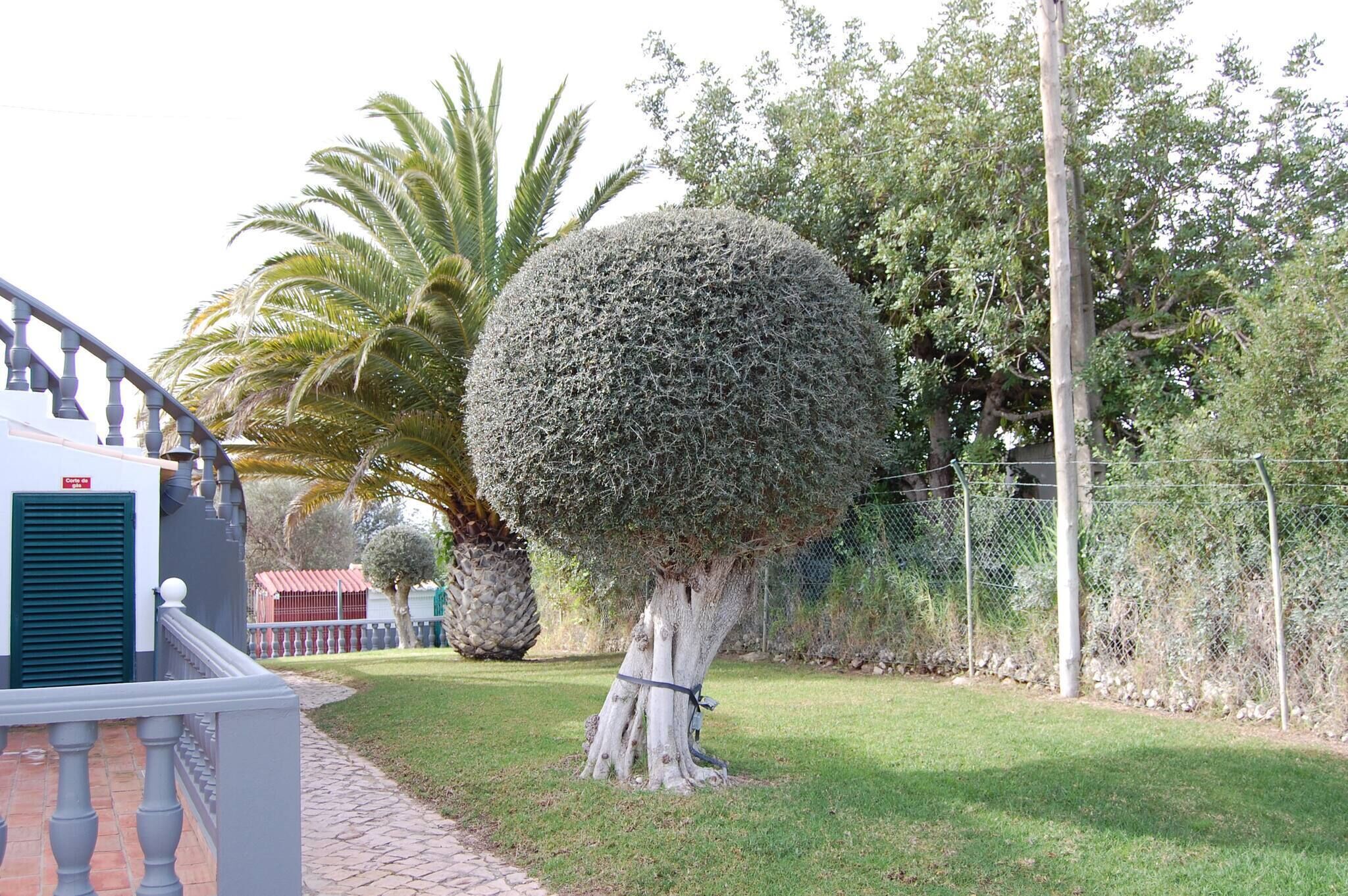 A well-maintained garden with a neatly trimmed topiary tree, a palm tree, and a stone wall.