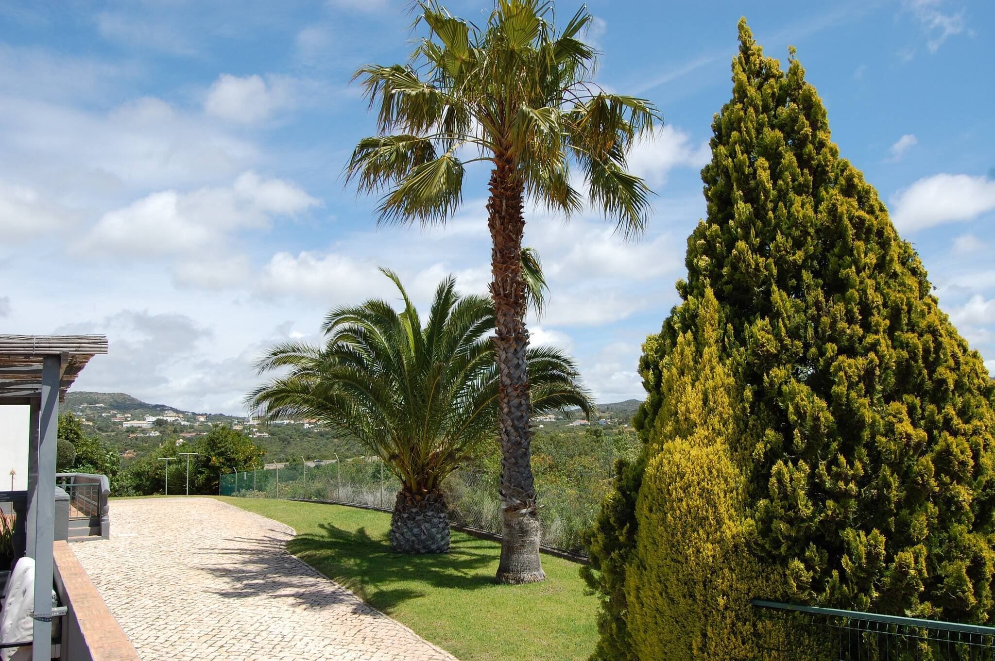 A paved pathway leading to a building with a pergola, surrounded by palm trees and a tall coniferous tree.