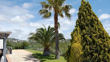 A paved pathway leading to a building with a pergola, surrounded by palm trees and a tall coniferous tree.