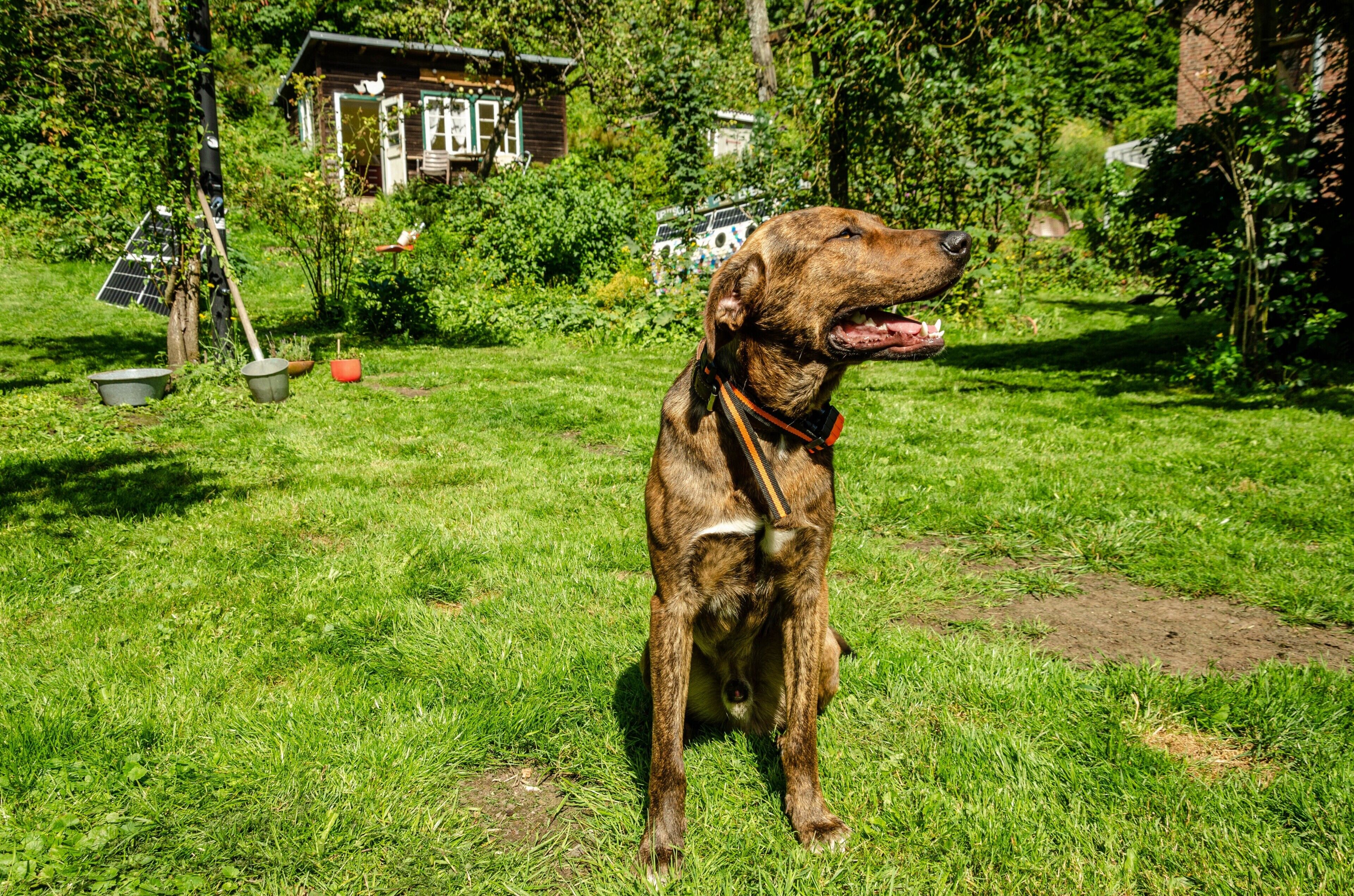 Een hond staat in een grasveld, met een huis en zonnepanelen op de achtergrond.