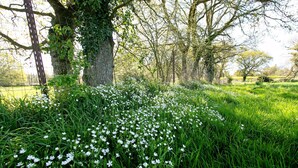 A grassy area with white flowers and trees.