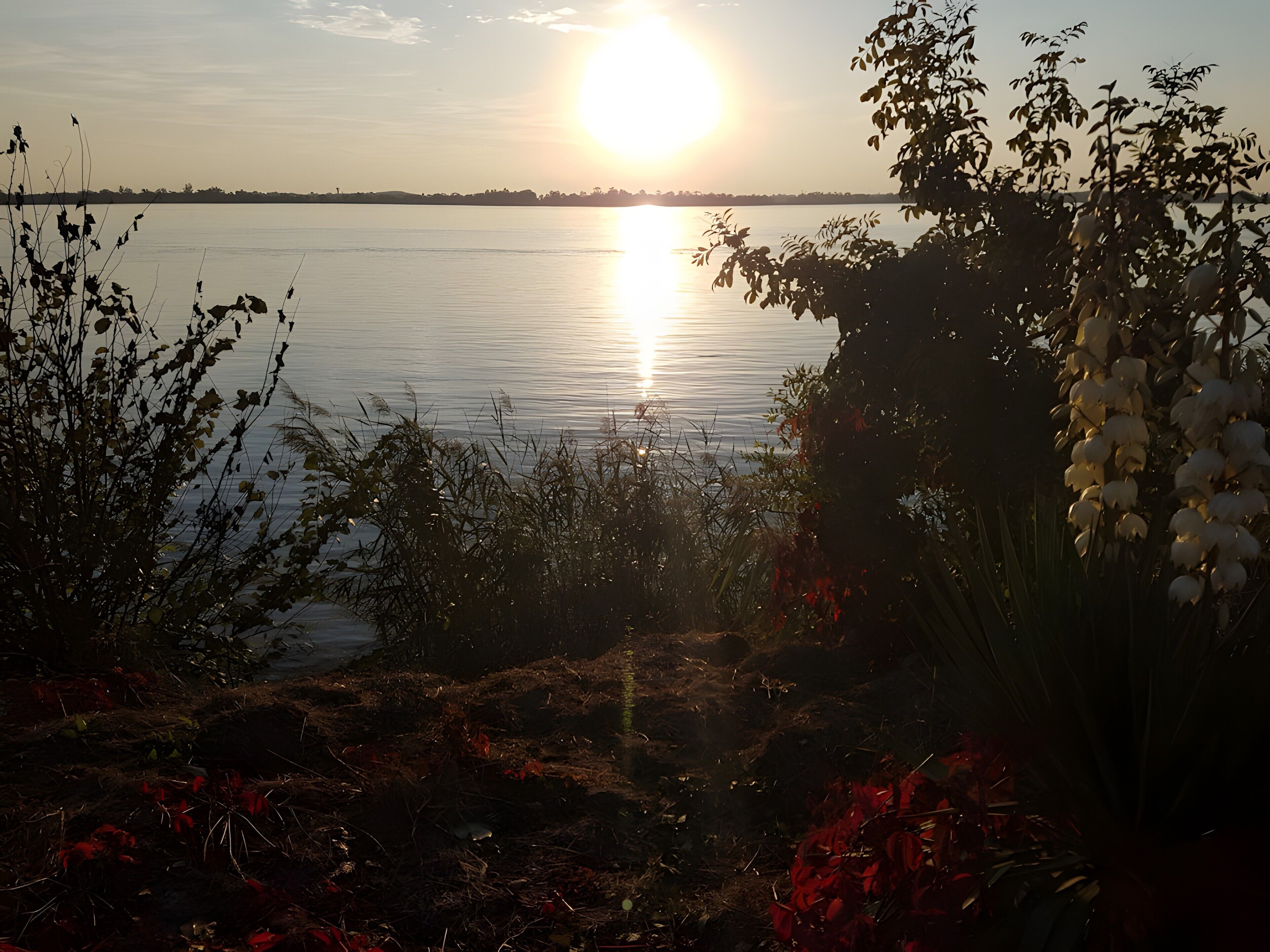 Un tramonto su un'acqua calma, con vegetazione sullo sfondo.