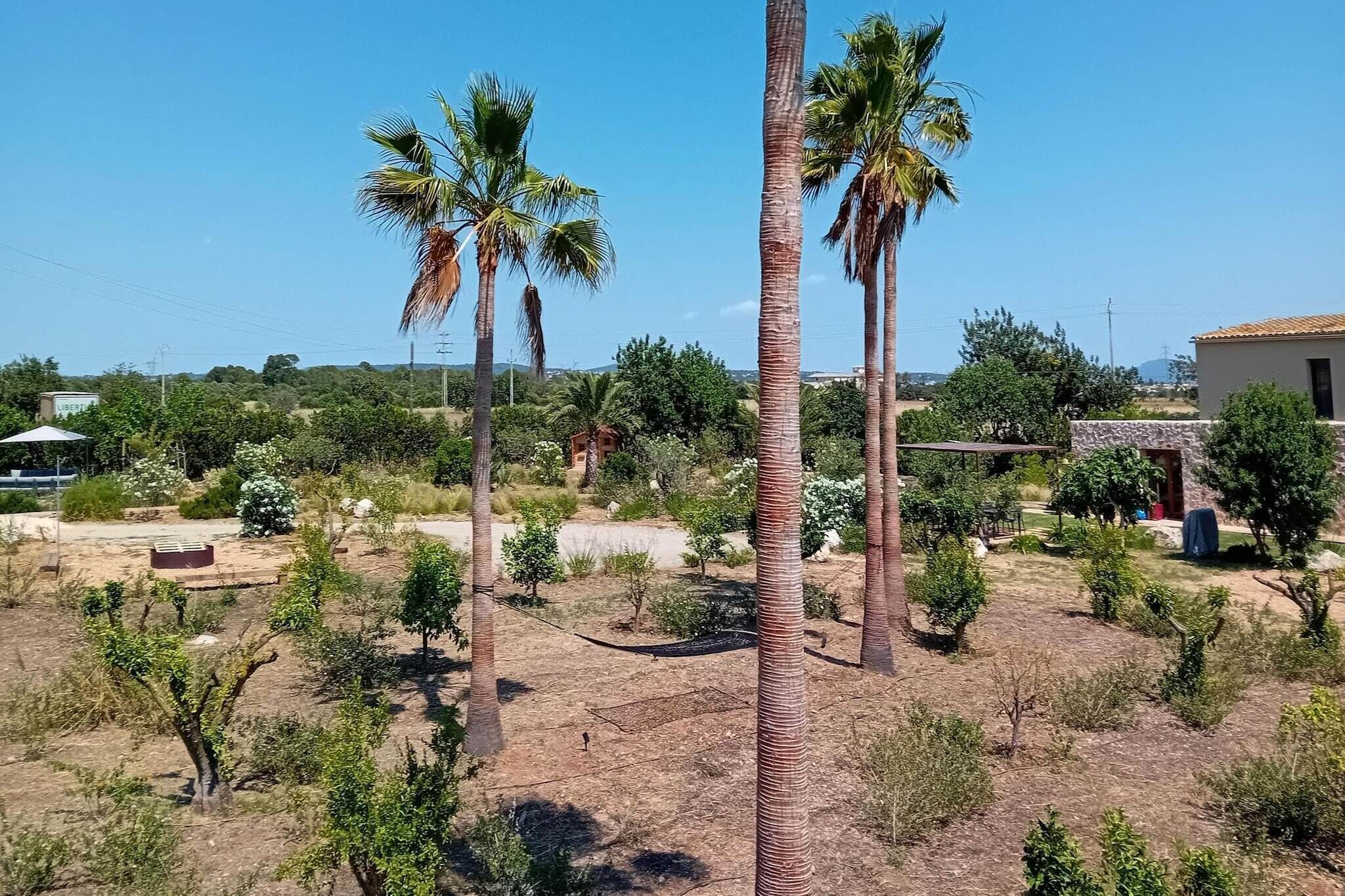 A rural landscape with palm trees, a small house, and a clear sky.
