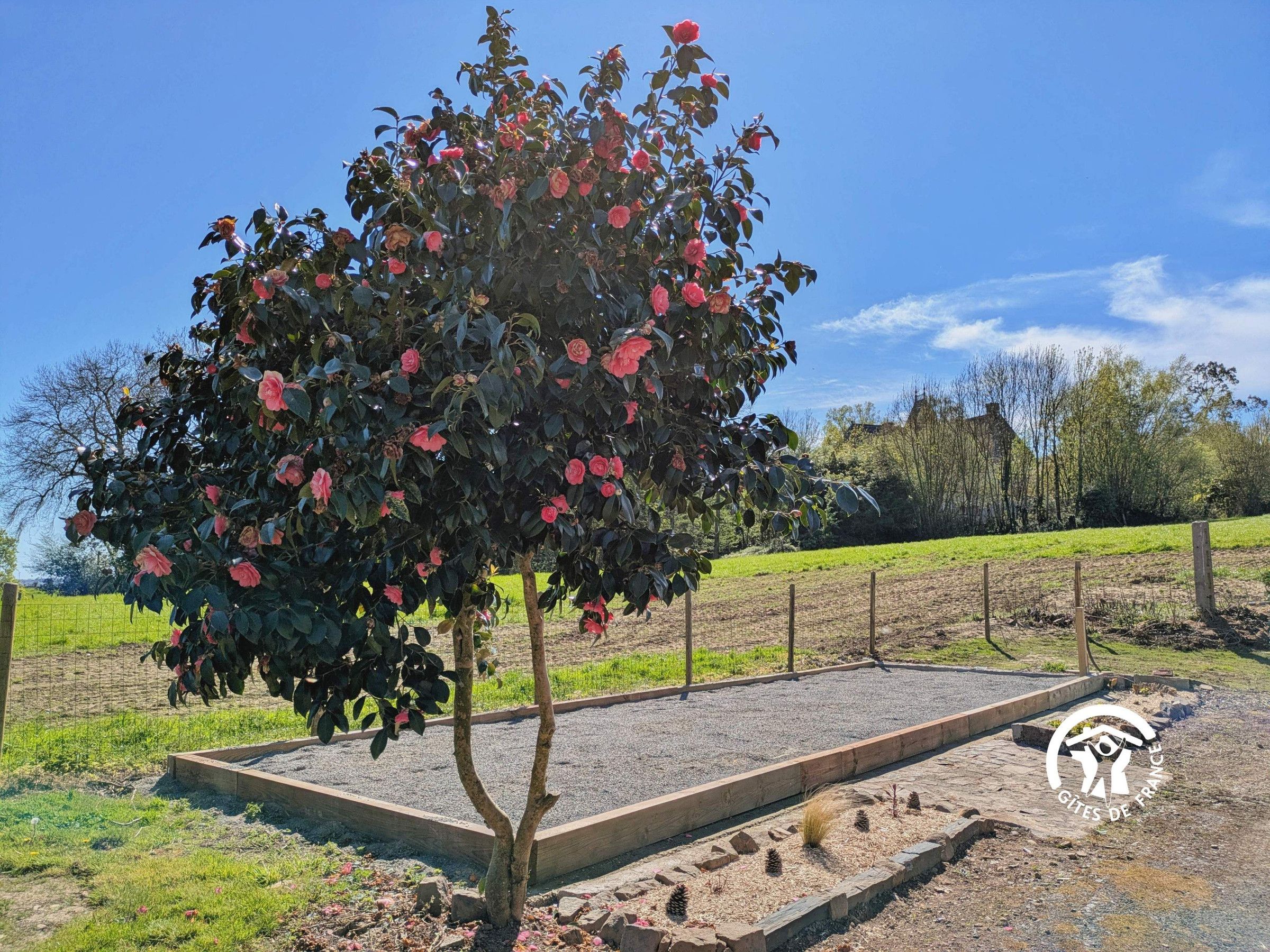 Un jardin avec un rosier et un bac à fleurs en bois.