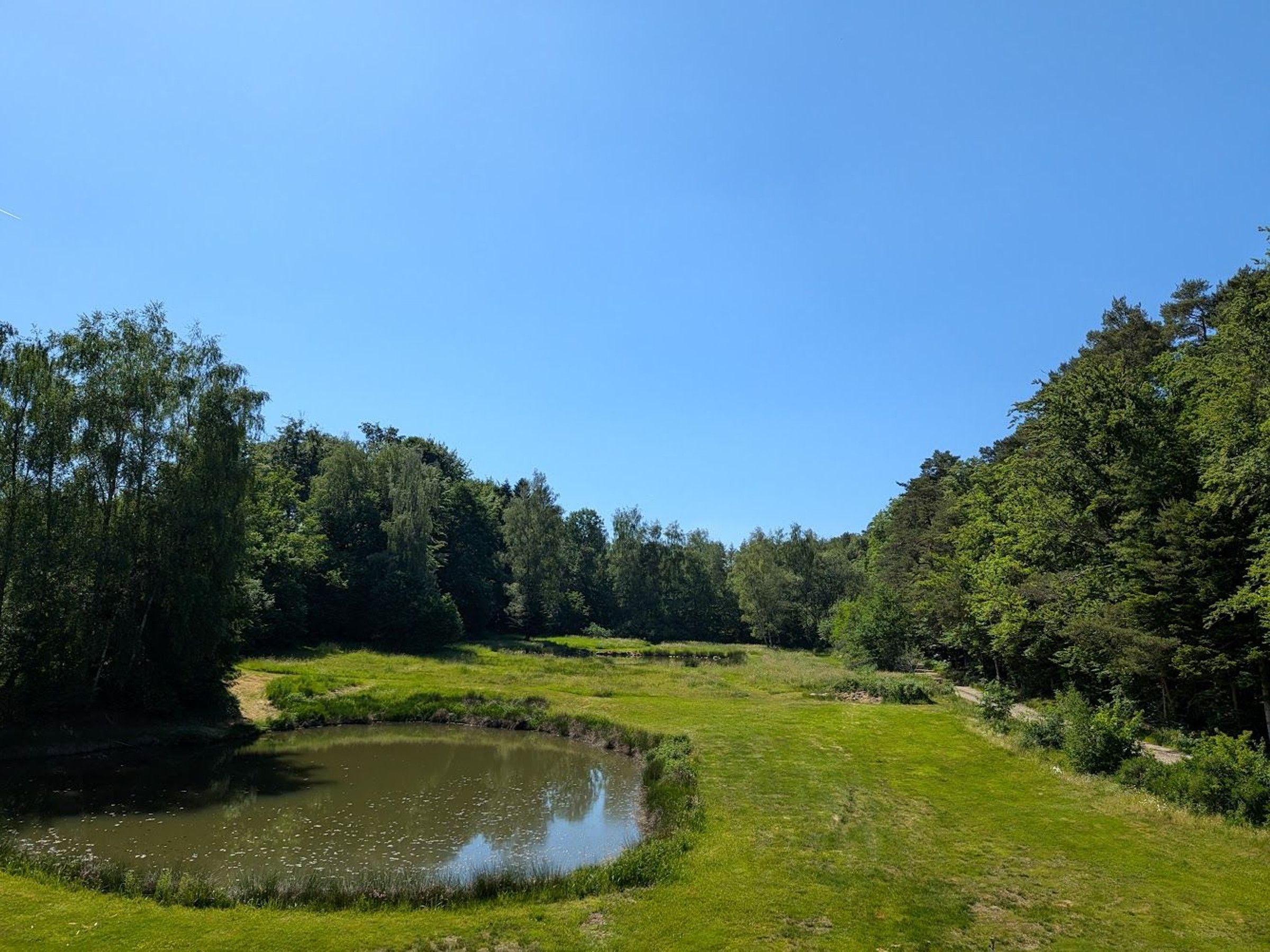 A natural landscape with a pond, grassy areas, and dense trees.