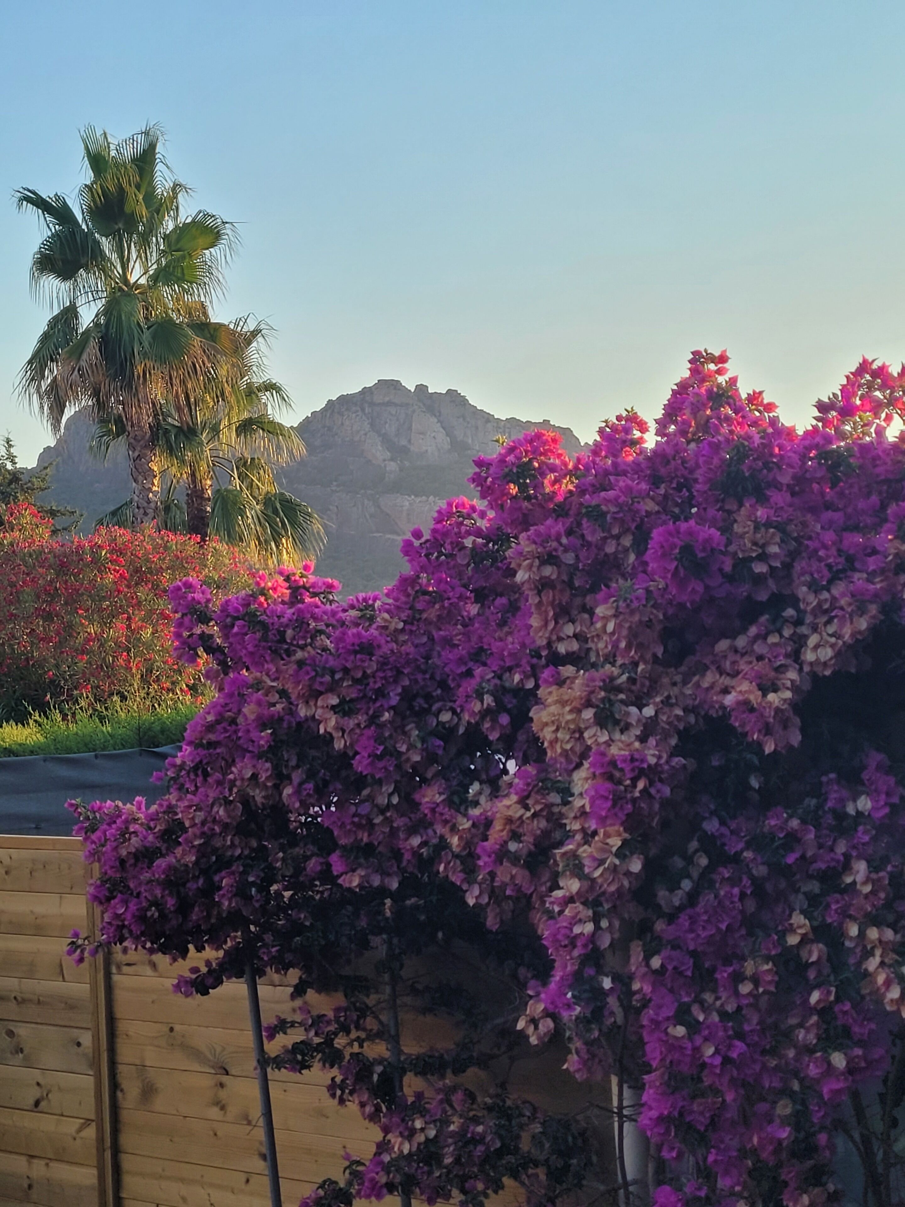 Un jardín con flores púrpuras y una palmera.