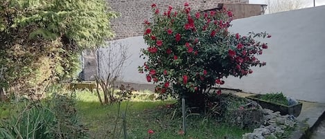Un jardín con diversas plantas y un arbusto pequeño con flores rojas.