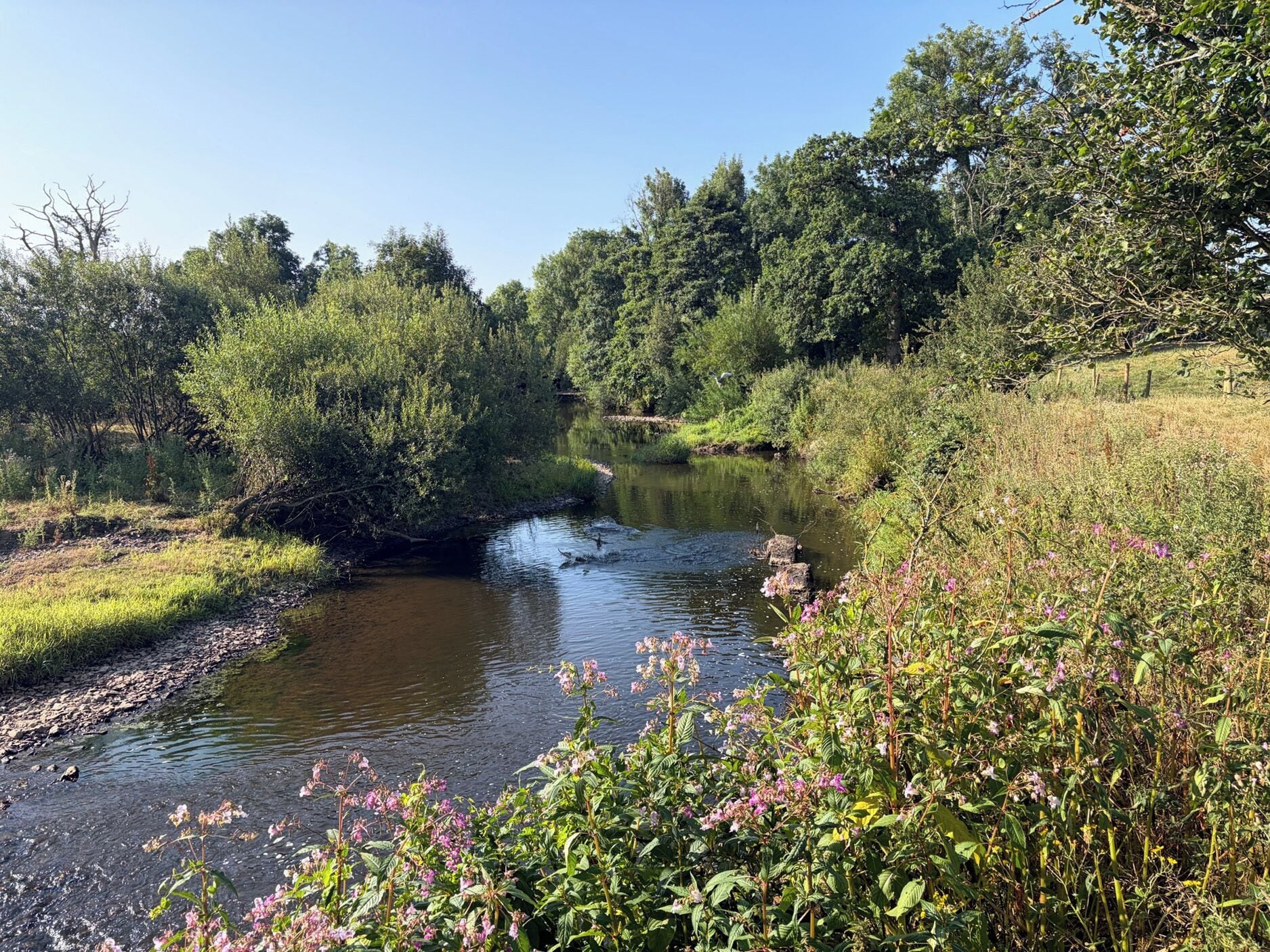 A river flowing through a natural landscape with dense greenery and trees.