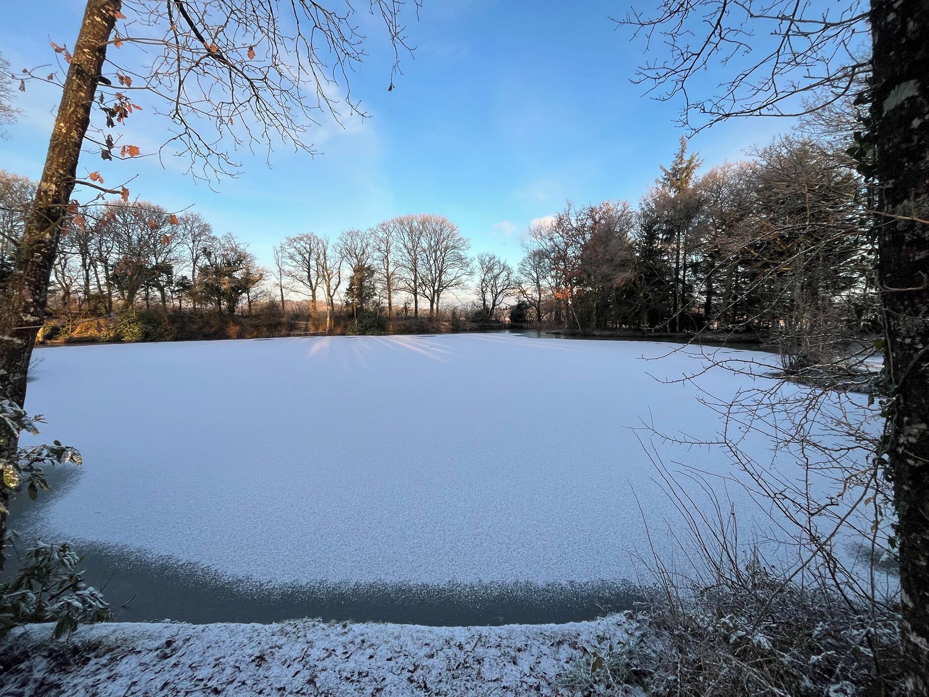 A snow-covered field with trees in the background.