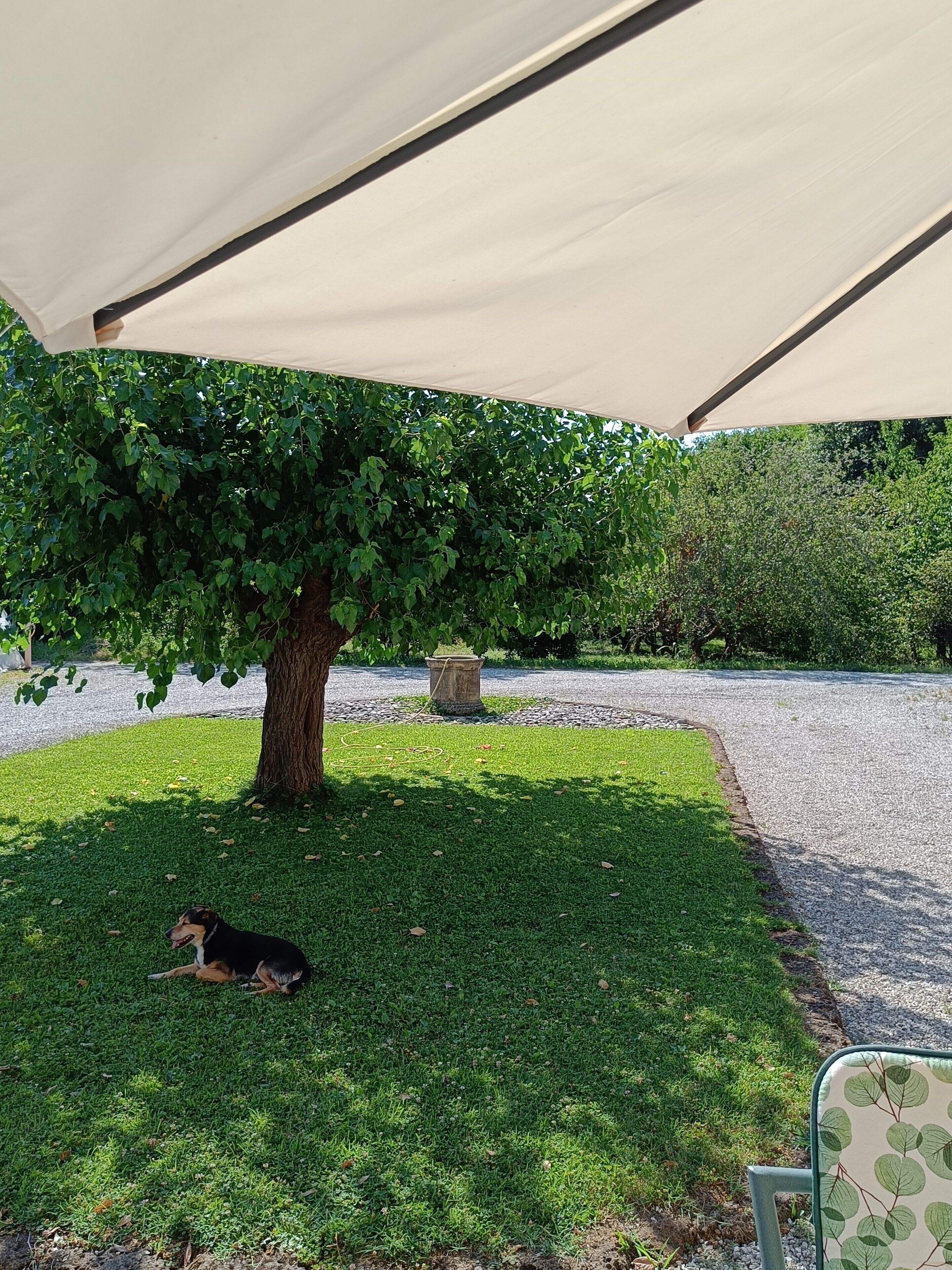 Ein Baum unter einem Blätterdach, ein Hund liegt im Gras und ein Kiesweg.
