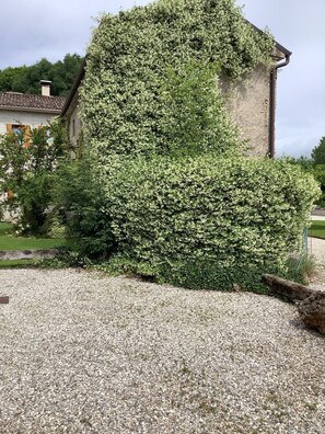A building partially covered by dense green foliage.