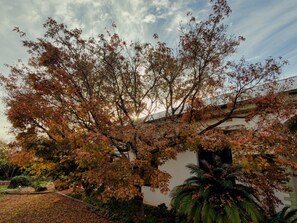 A building with a garden featuring trees with autumn leaves, a pathway, and a palm tree.