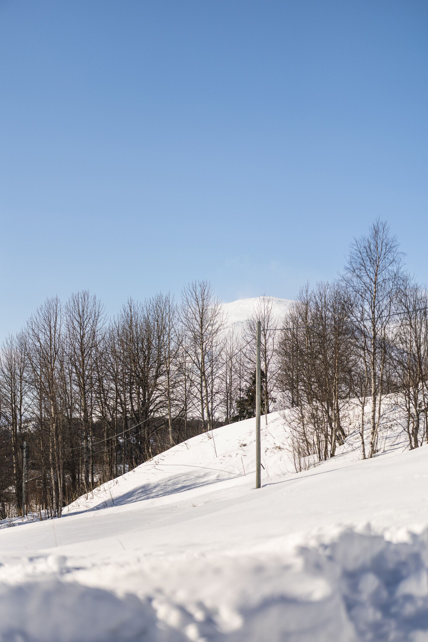 Paisagem coberta de neve, com árvores secas e um céu limpo.