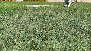 Uma área gramada com um cão e um edifício ao fundo.
