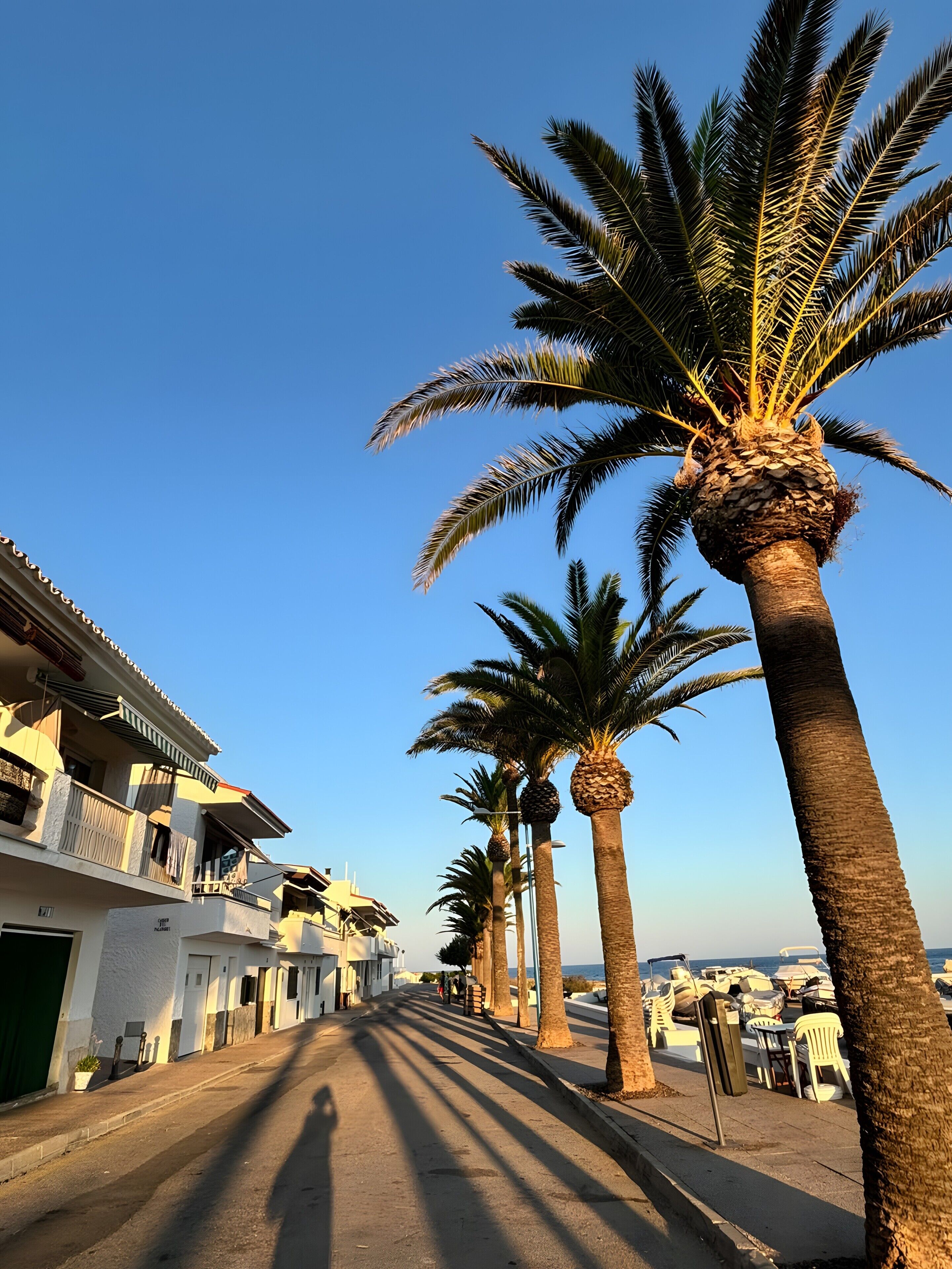 Una calle bordeada de palmeras y edificios blancos con balcones.