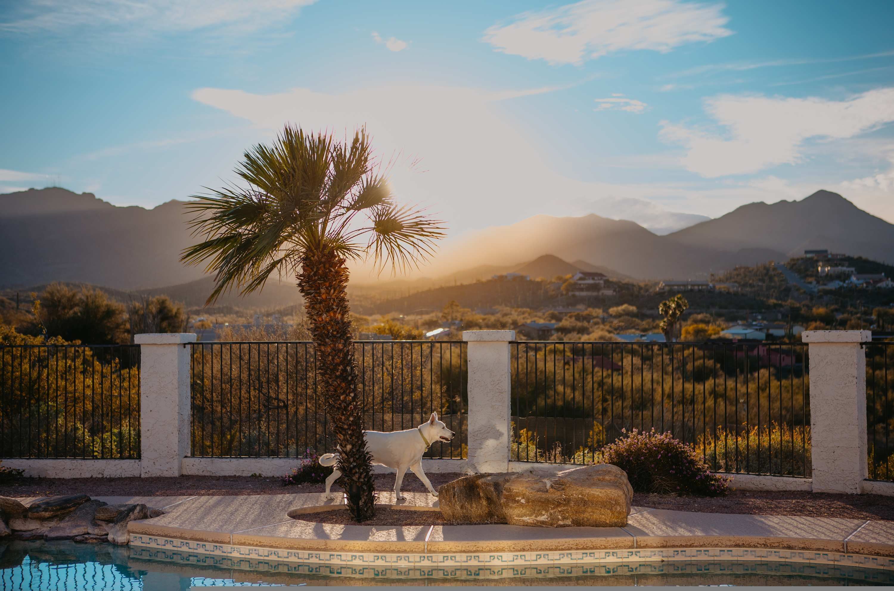 A pool area with a palm tree, a dog statue, and a view of mountains in the background.