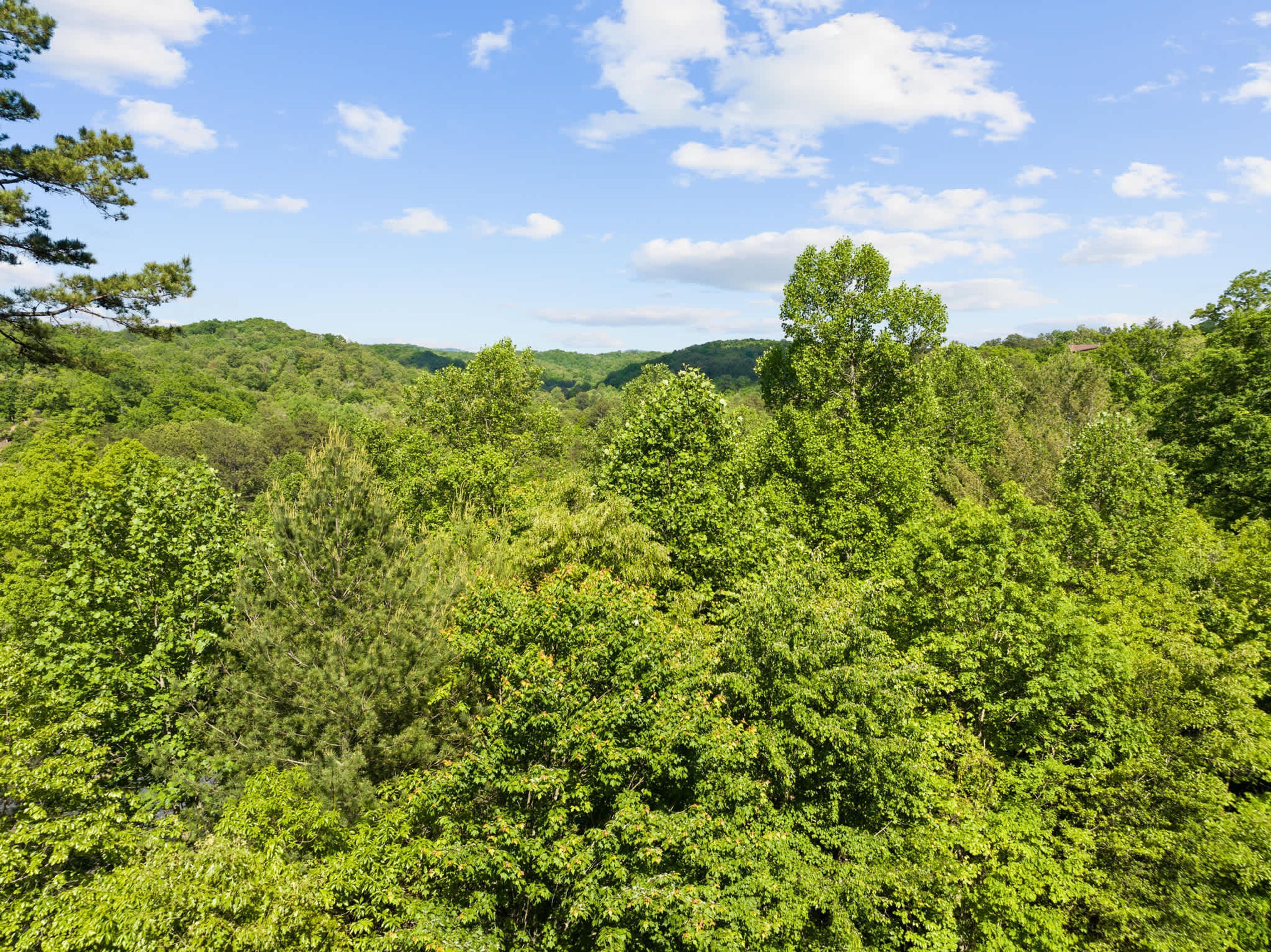 A dense forest with a clear sky.
