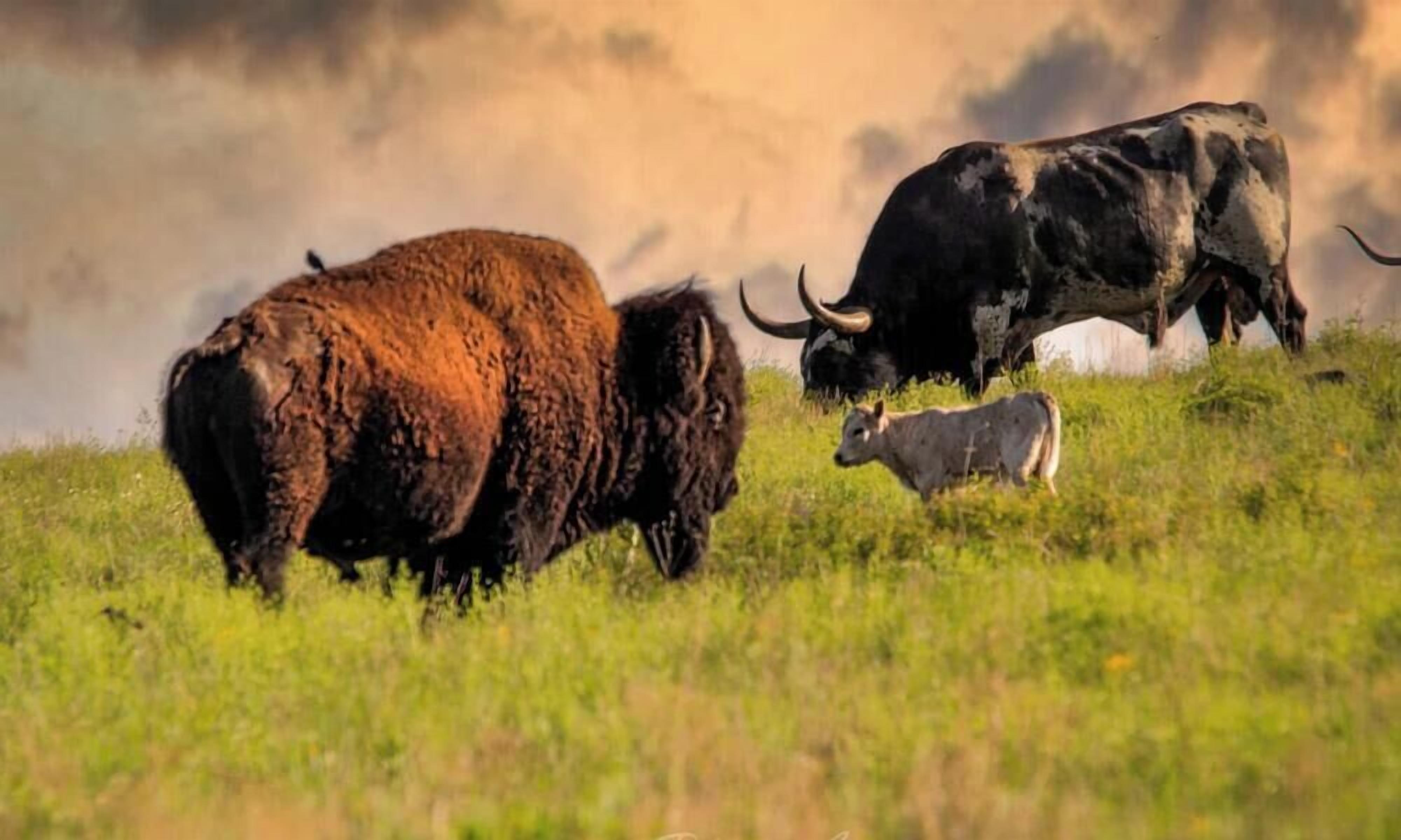 A bull with a calf in a grassy field.