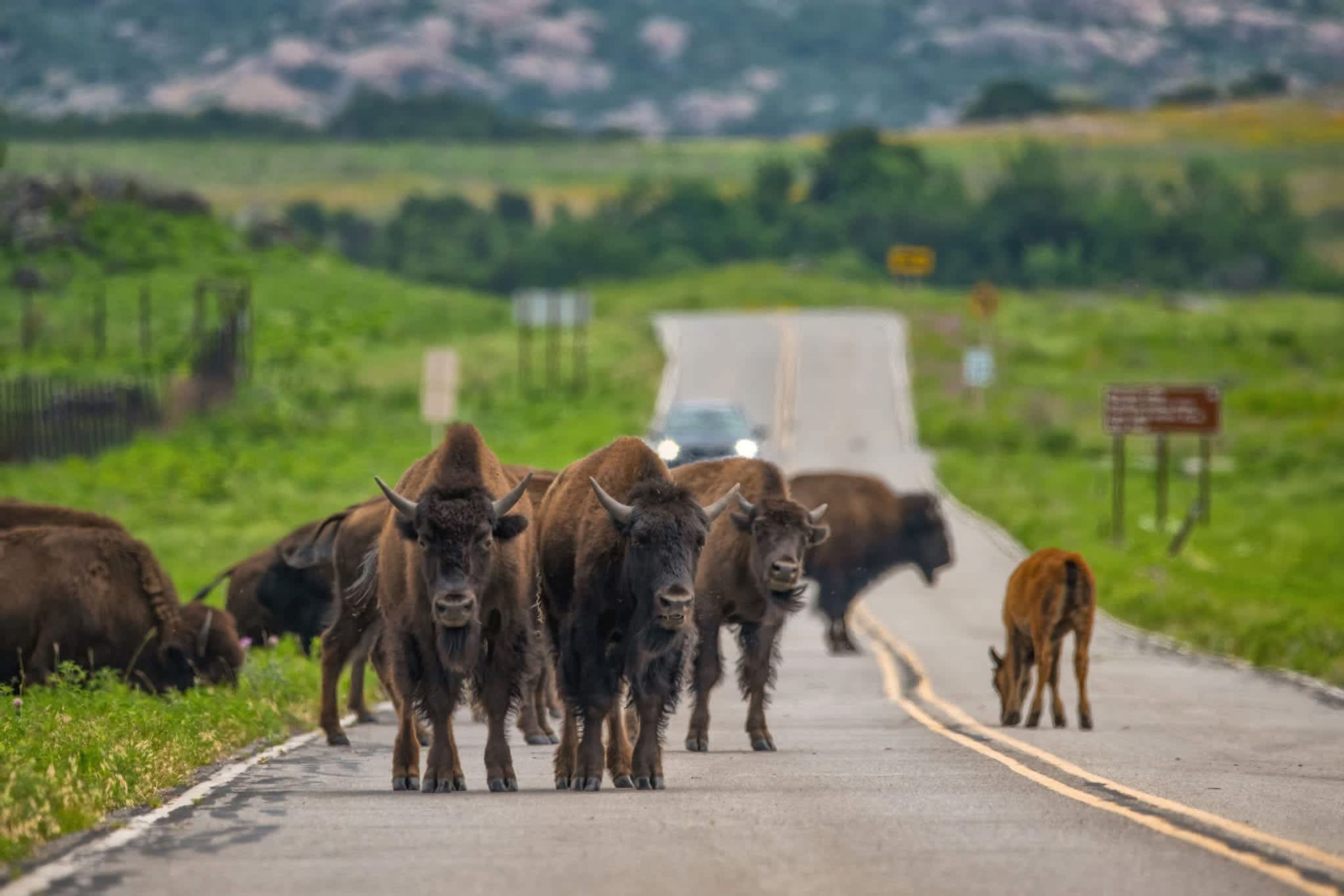 Un camino rural con una manada de ganado al frente y un vehículo en la distancia.