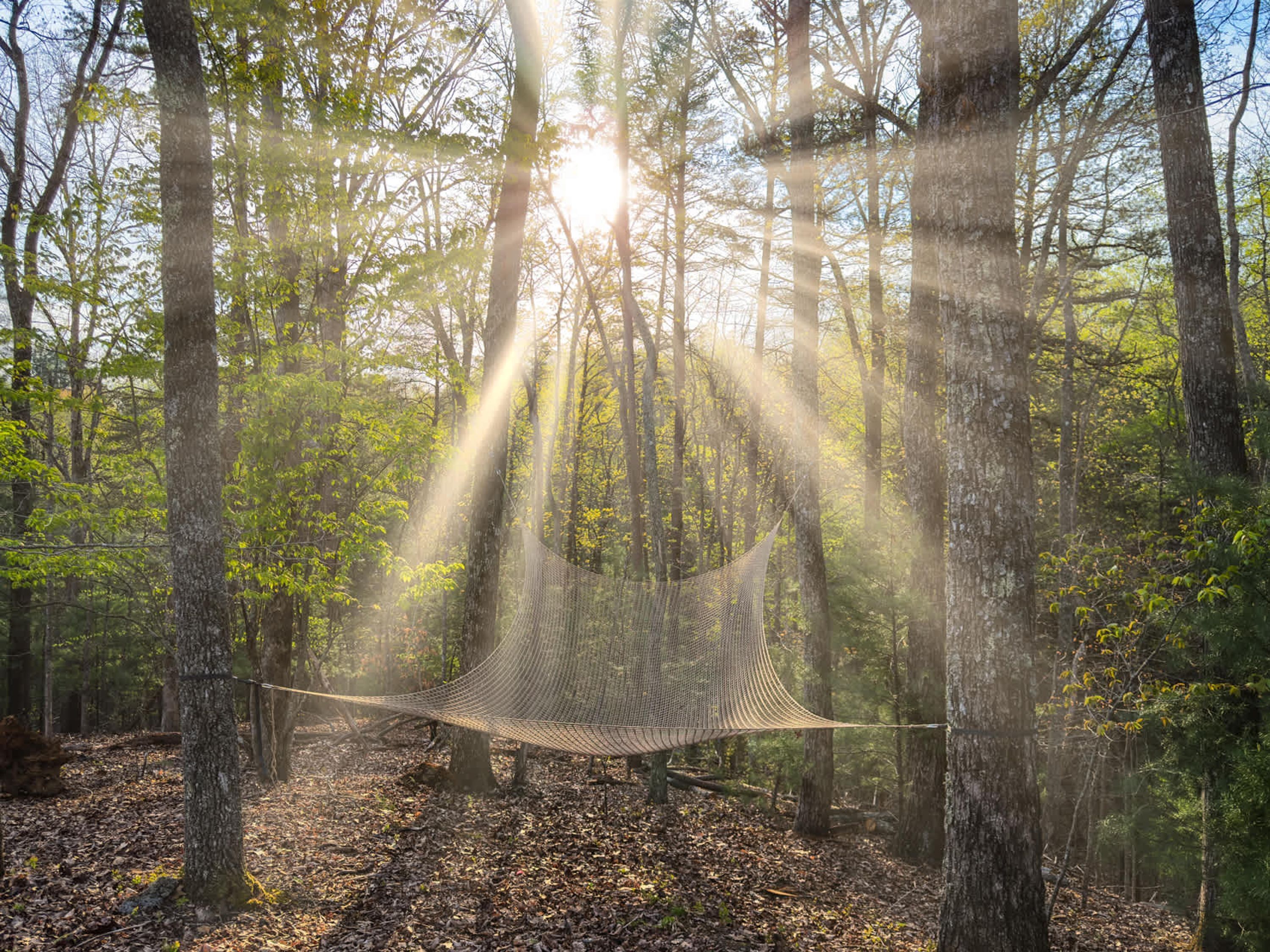 Una hamaca colgada entre árboles en un bosque.