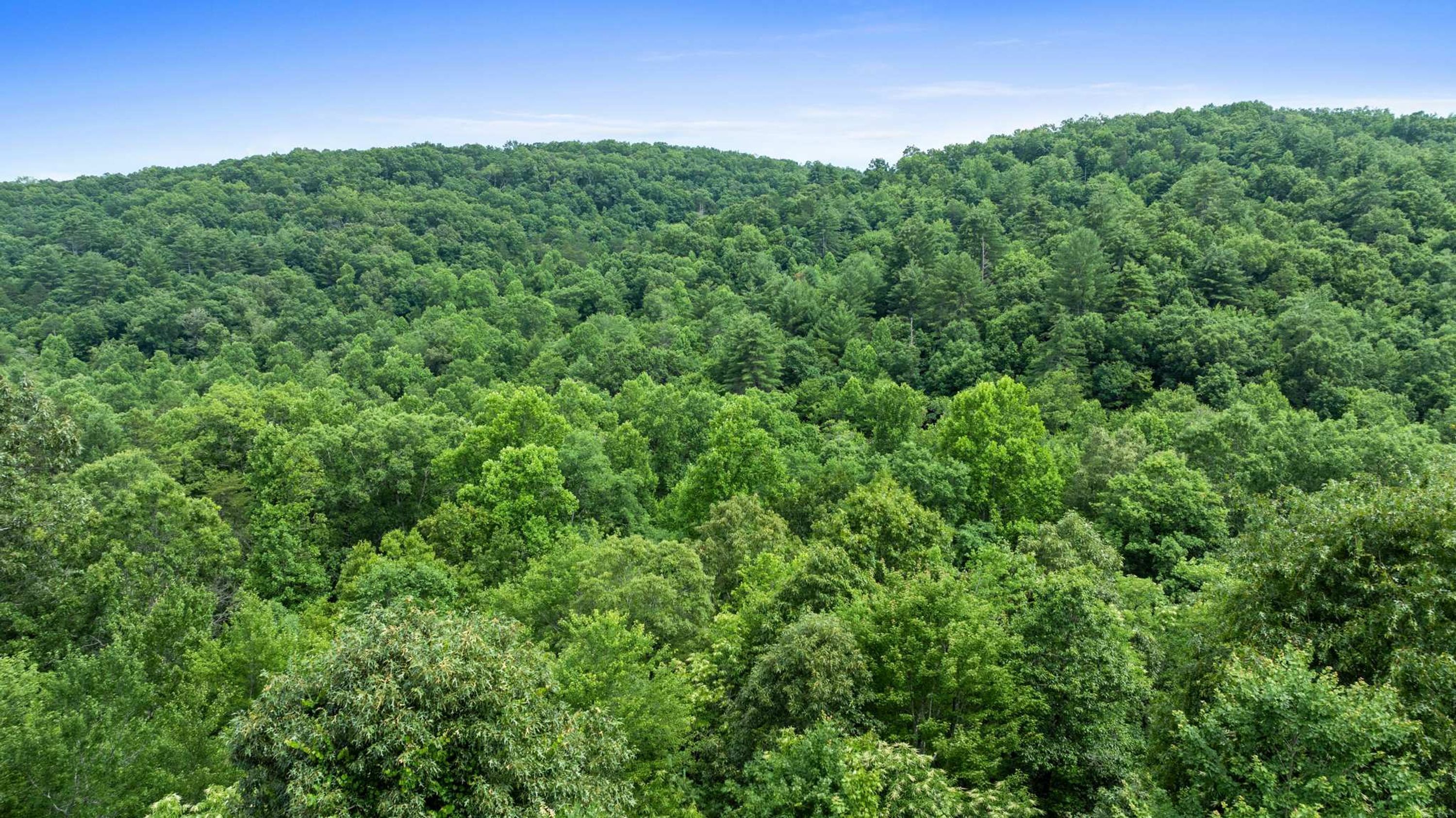 A dense forested landscape with no visible buildings or structures.