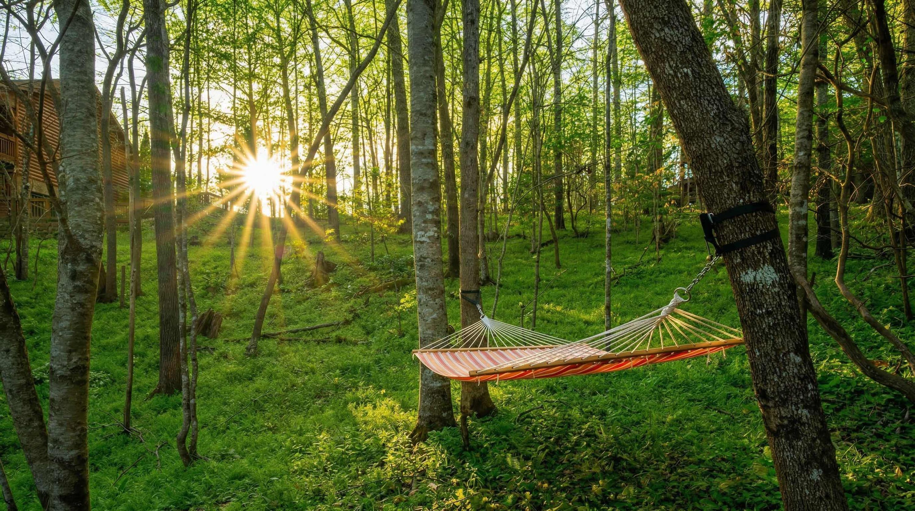 Uma rede estendida entre árvores em uma área arborizada, com a luz do sol filtrando pelas copas.