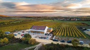 A vineyard with rows of yellow flowers, a building with a sloped roof, and parked cars in the foreground.