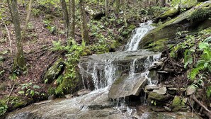 A natural waterfall in a forested area with rocks and ferns. - New RV camper in great nature,spring valley (Hamden)