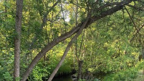 Ein steiniger Pfad schlängelt sich durch ein bewaldetes Gebiet mit einem kleinen Bach.