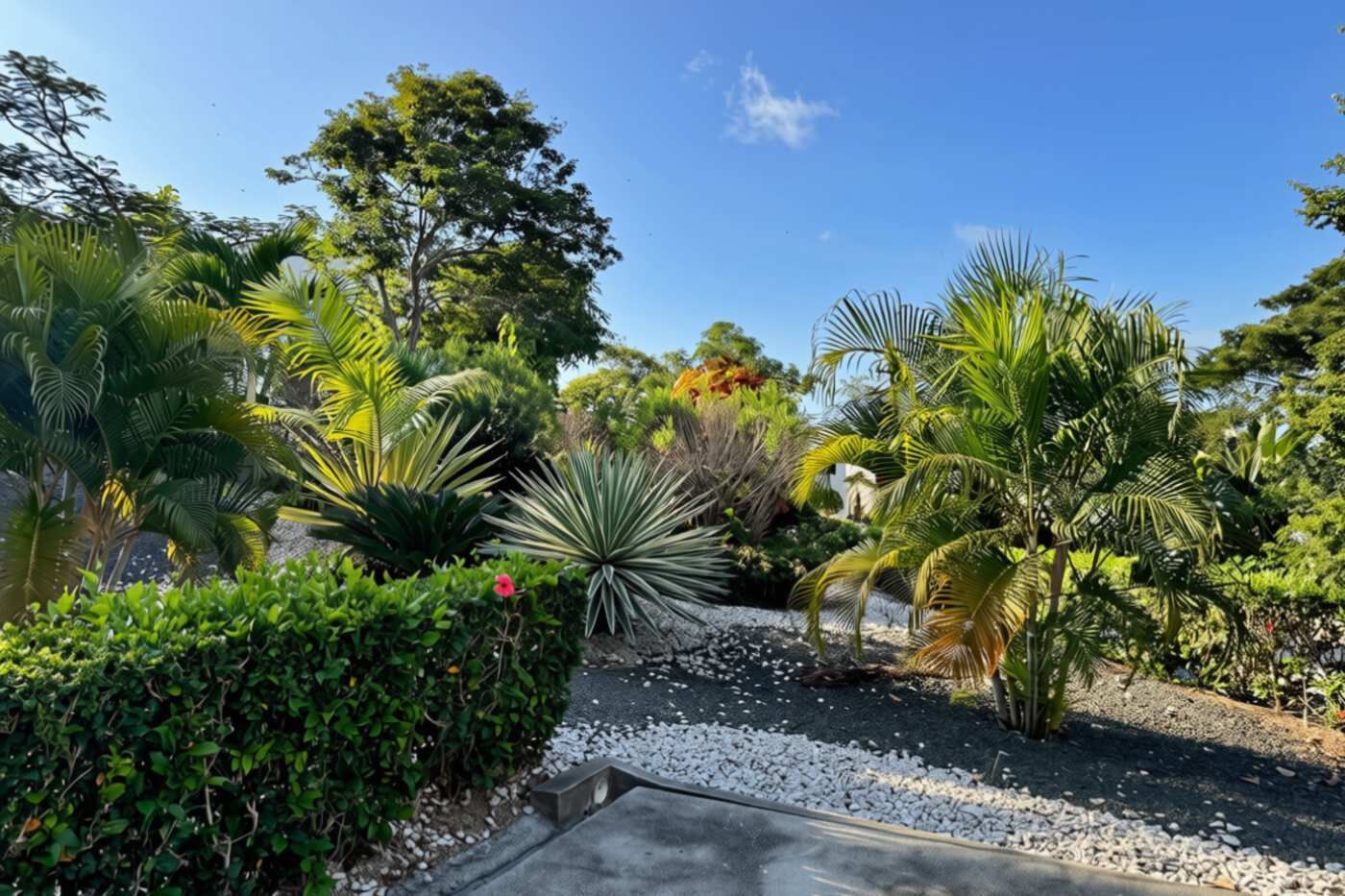 A landscaped garden with various tropical plants and a gravel path.