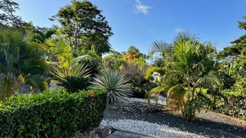 A landscaped garden with various tropical plants and a gravel path.