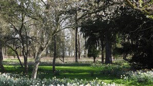 A park with trees and a grassy area with daffodils. - Raphael Rooms (Peterborough)
