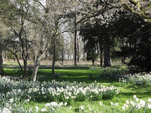 Ein Park mit Bäumen und einer Wiese voller Narzissen.