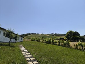 A vineyard path leading to a building with a white exterior, surrounded by lush greenery and rolling hills. - Vacation Rental 180° MOSEL Panoramic View (Neumagen-Dhron)