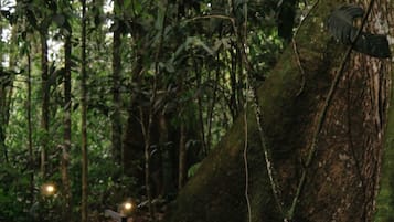 Une zone boisée avec un sentier et un grand tronc d’arbre recouvert de mousse.